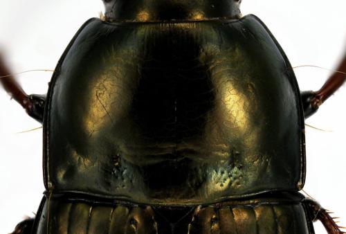 Amara strenua